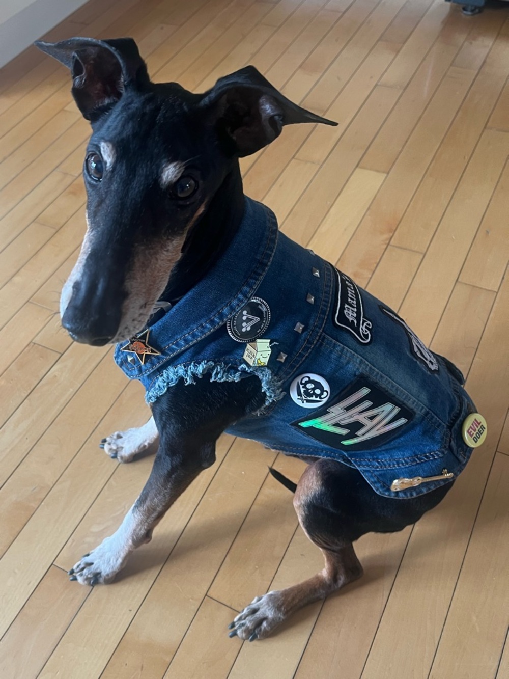 Denim Dog Battle Vest